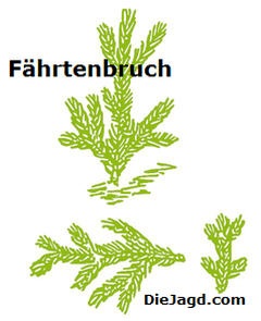 Faehrtenbruch