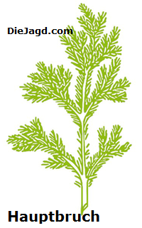Hauptbruch