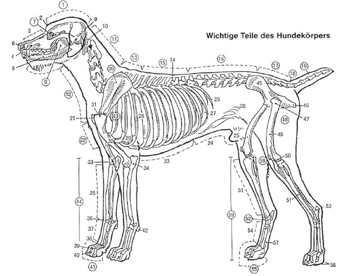 Körperbau Jagdhund