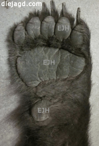 Braunbär Vorderpranke