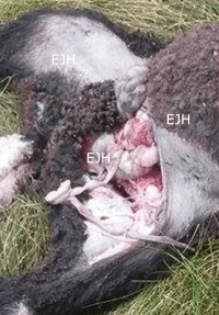 Braunbär beim Fraß gestört
