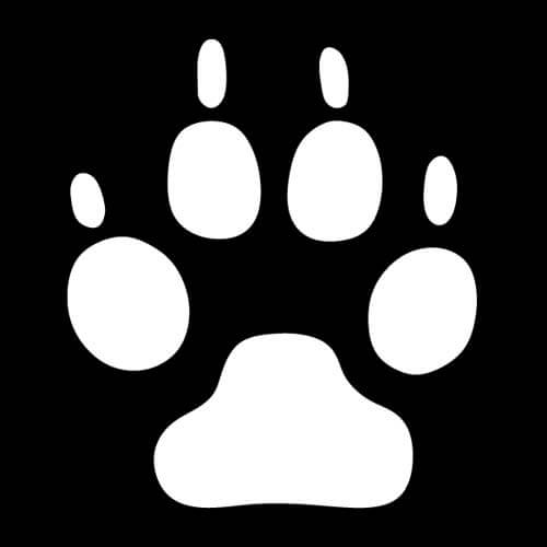 Trittsiegel Marderhund