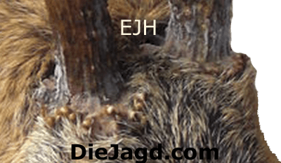 Dachrosen