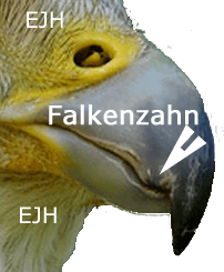 Falkenzahn