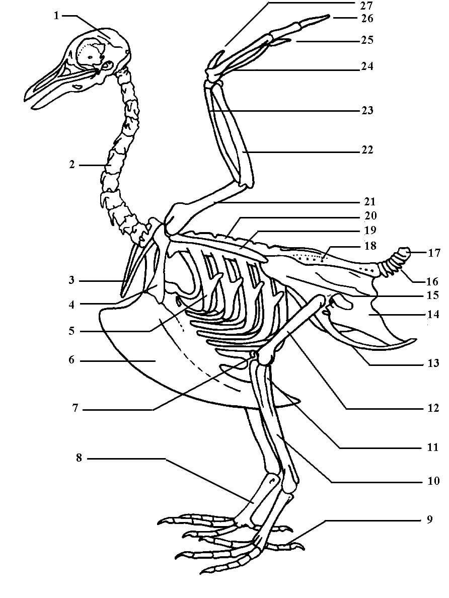 Übersicht Vogelskelett