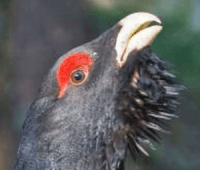 Brocker und Auge
