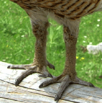 Füße Auerhenne