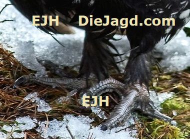 Wurlgefieder