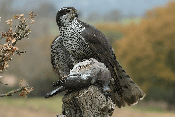 Accipiter gentilis arrigonii mit Beute - Wikipedia Iosto Doneddu