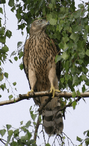 Habicht - Bild von Wikipedia Achim Raschka