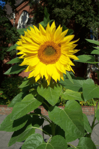 Sonnenblume - Quelle Wikipedia