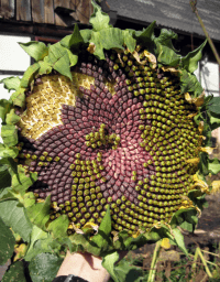 Sonnenblume Blütenstand - Quelle Wikipedia