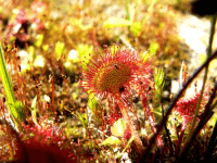 BlattRundblaettrigerSonnentau200x150
