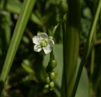 Blüte Rundblaettriger Sonnentau