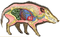 Lage des Skeletts und der Organe beim Wildschwein